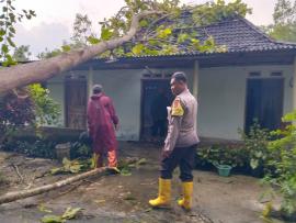 RUMAH WARGA DI KALURAHAN PAMPANG RUSAK PARAH TERTIMPA POHON TUMBANG